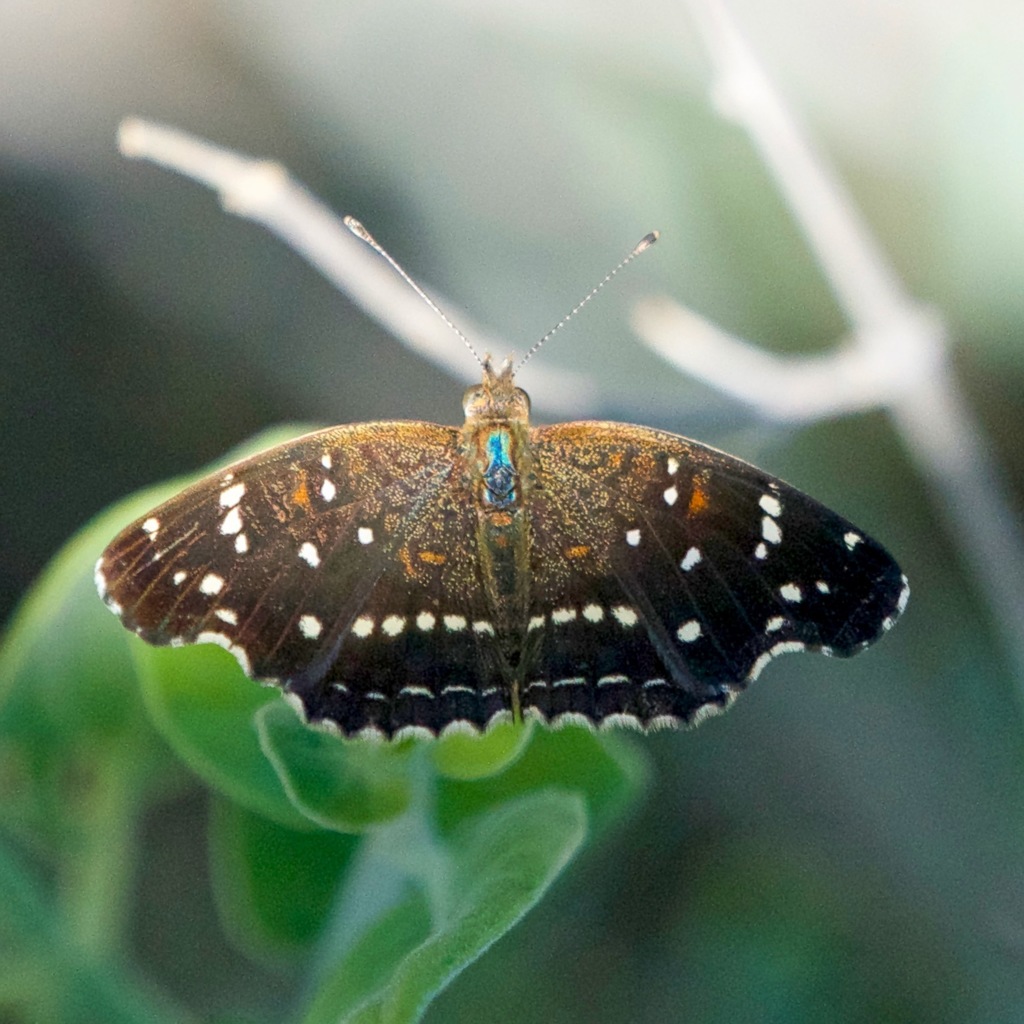 Anthanassa texana (Texan Crescent), California species