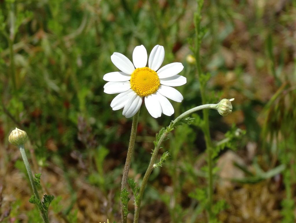 Anthemis arvensis (Corn chamomile), non-native California herb