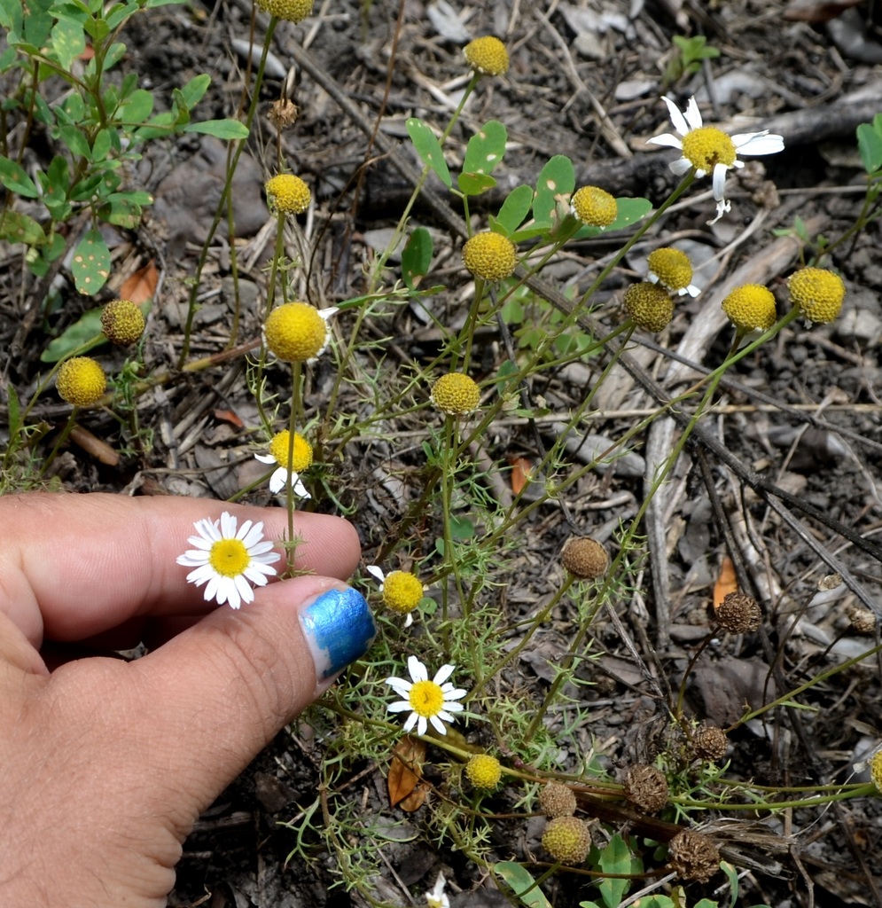 Anthemis cotula (Mayweed), non-native California herb