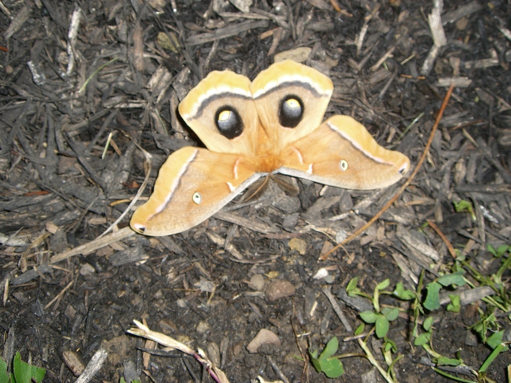 Antheraea polyphemus (Polyphemus moth), California species