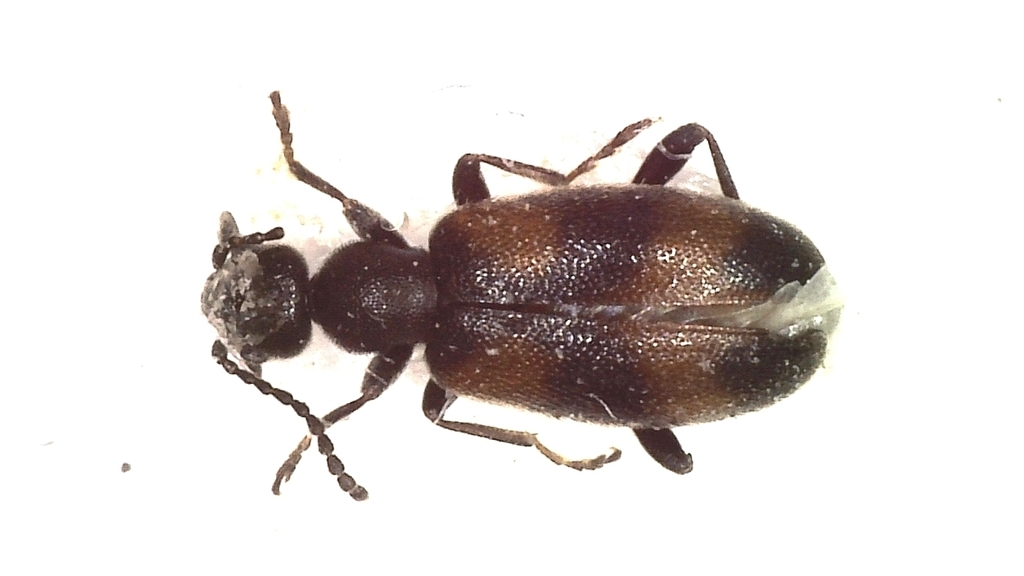 Anthicus sacramento (Sacramento Anthicid Beetle), California species