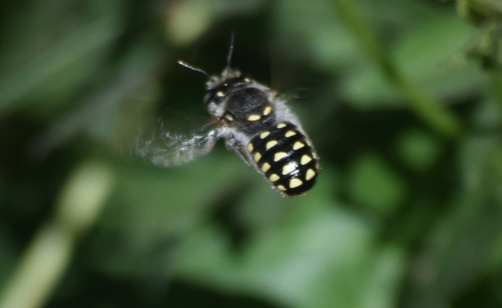 Anthidium maculosum (Spotted Woolcarder), California species