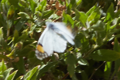 Anthocharis cethura (Desert Orangetip), California species