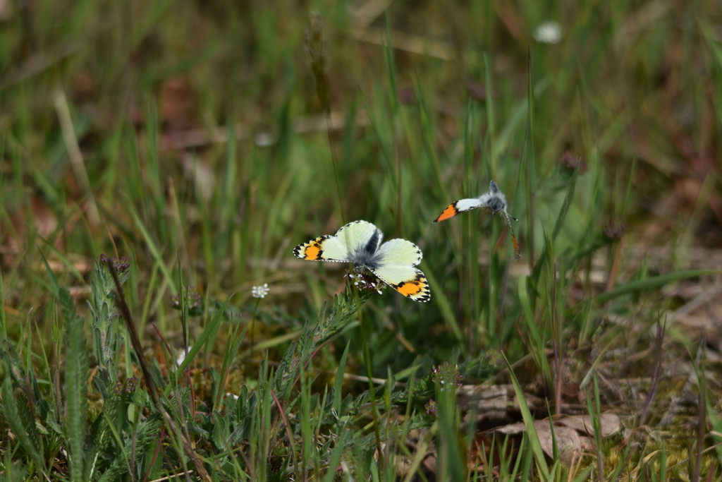 Anthocharis julia (Southern Rocky Mountain Orangetip), California species
