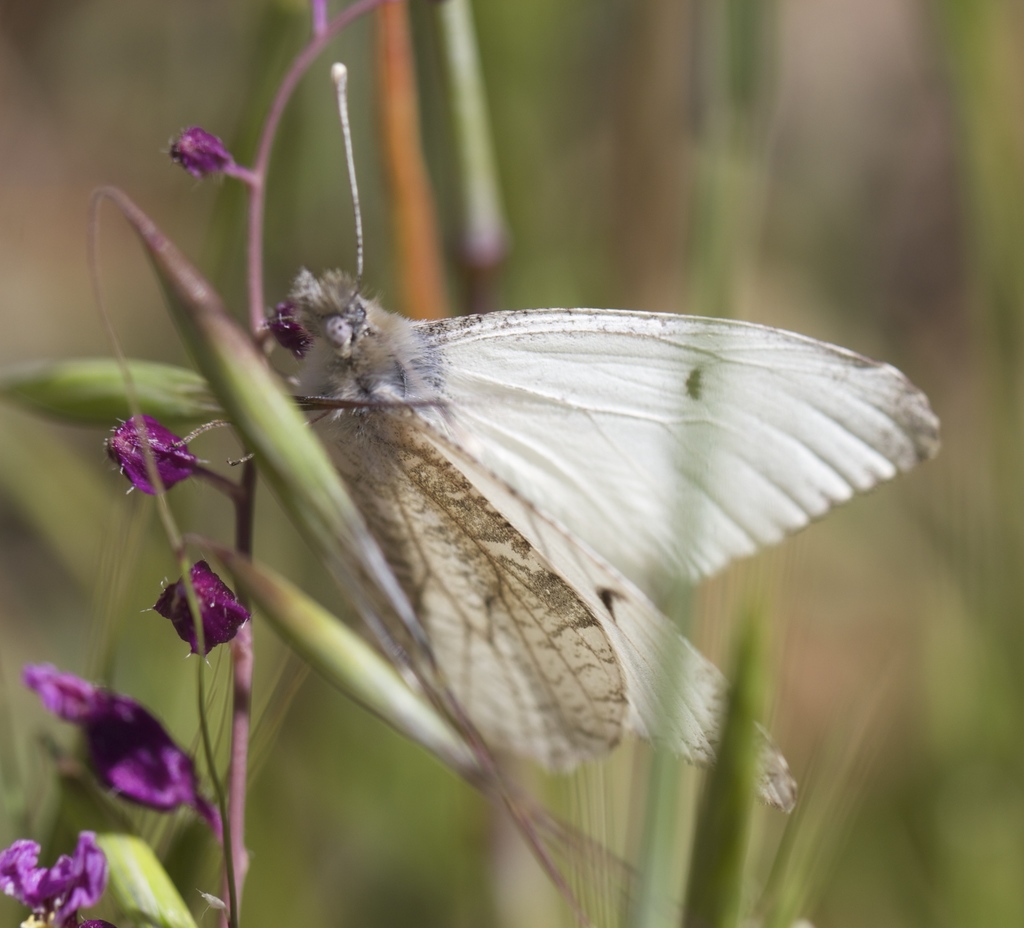 Anthocharis lanceolata (Gray Marble), California species