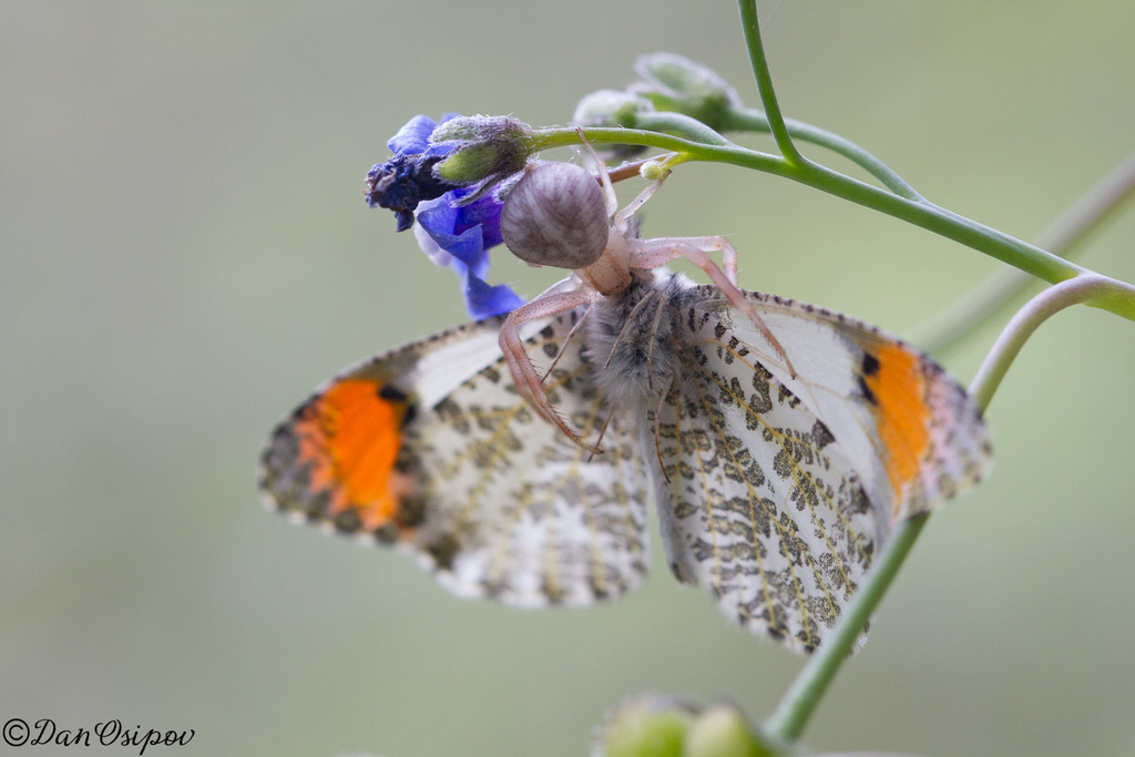 Anthocharis sara (Sara Orangetip), California species