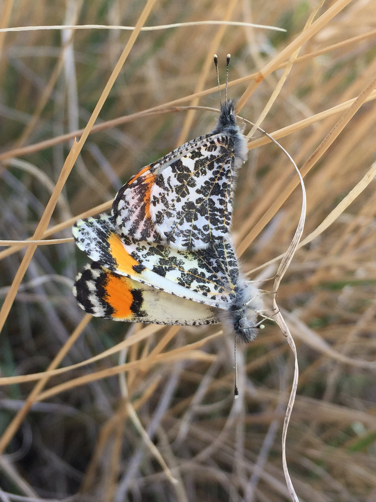 Anthocharis thoosa (Southwestern Orangetip), California species