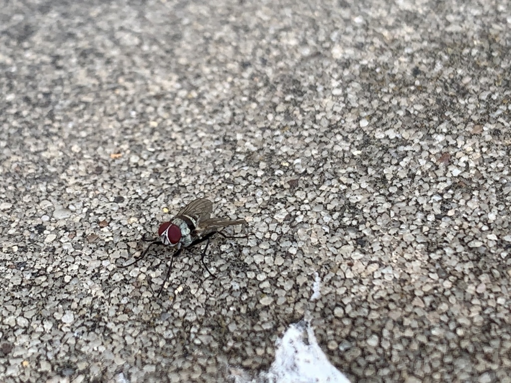 Anthomyia illocata (Root Maggot Fly), California species