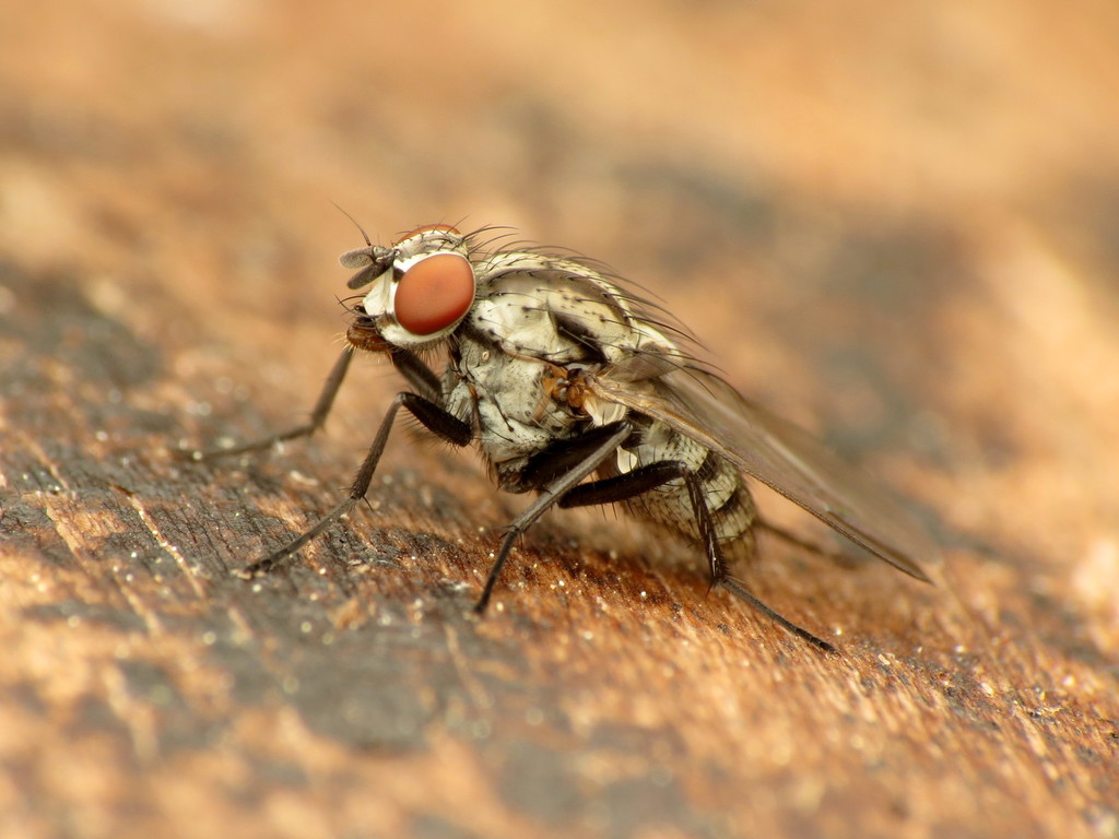 Anthomyia oculifera, California species