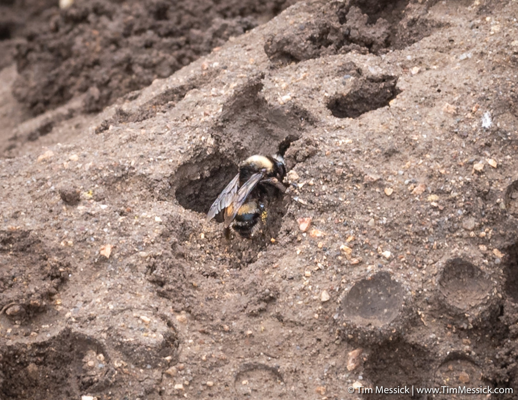Anthophora bomboides (Bumblebee-like Digger Bee), California species