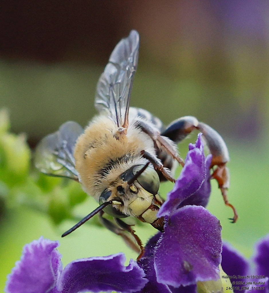 Anthophora californica (California Digger Bee), California species