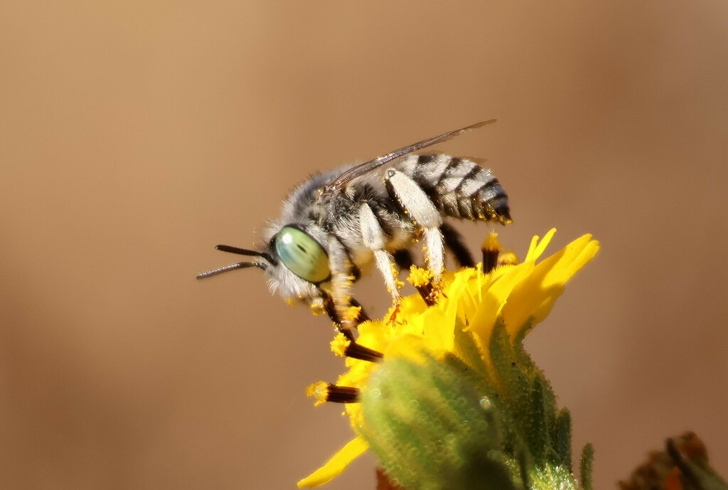 Anthophora curta (Short Sun-digger Bee), California species