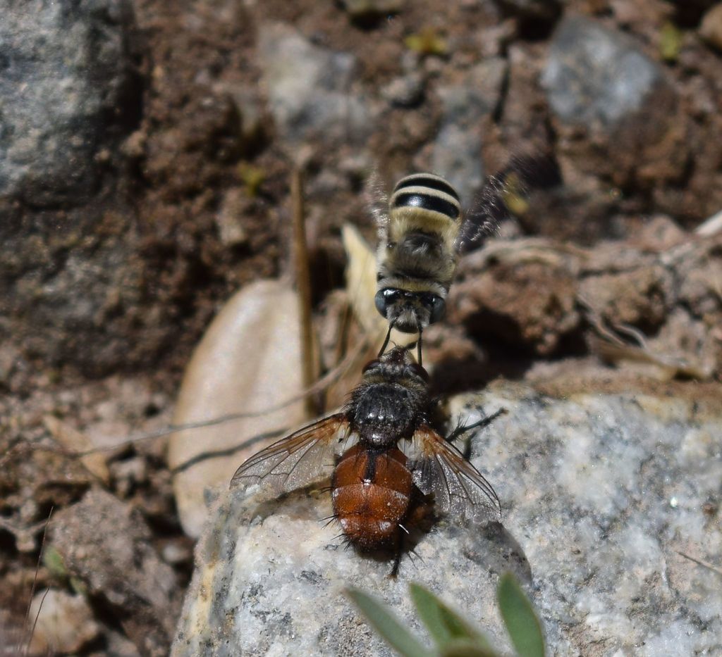 Anthophora urbana (Urbane Digger Bee), California species