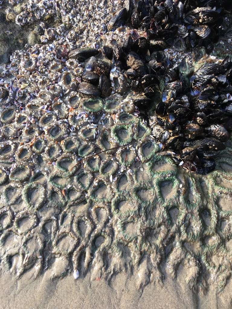 Anthopleura elegantissima (Aggregating Anemone), California species