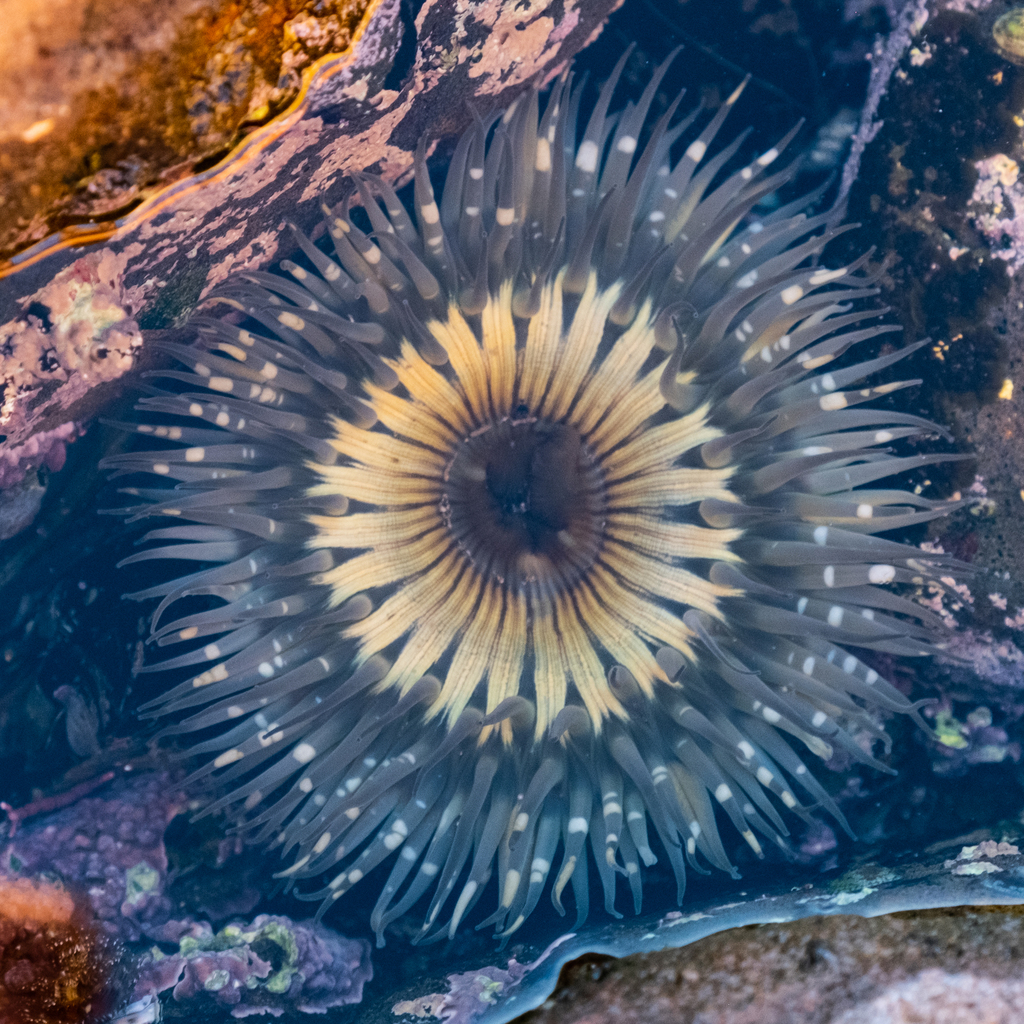 Anthopleura sola (Sunburst Anemone), California species