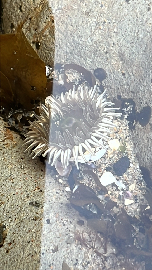Anthopleura xanthogrammica (Giant Green Anemone), California species