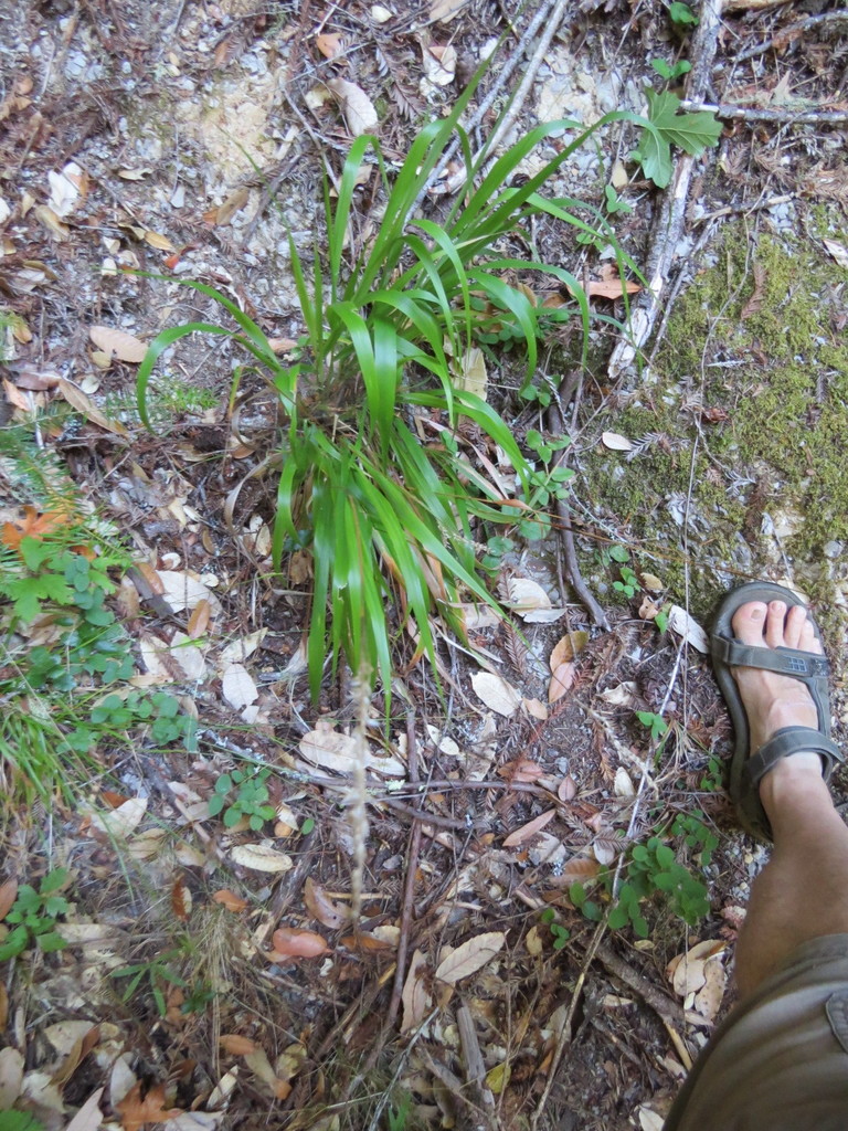 Anthoxanthum occidentale (California sweet grass), native California grass