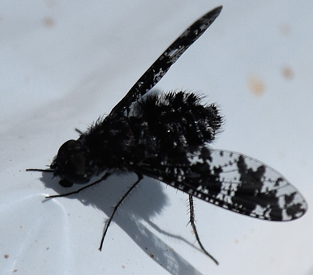 Anthrax irroratus (Spotted Bee Fly), California species