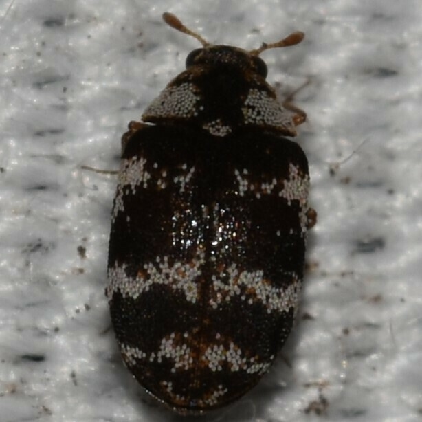 Anthrenus coloratus (Asian Carpet Beetle), California species