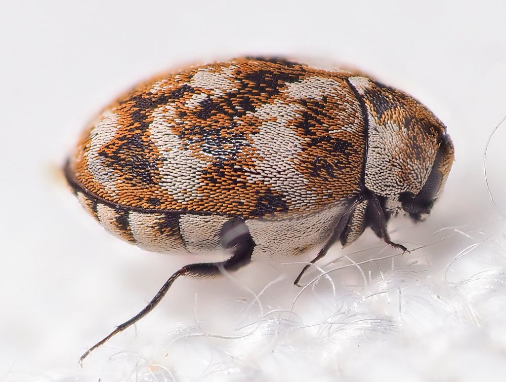 Anthrenus verbasci (Varied Carpet Beetle), California species