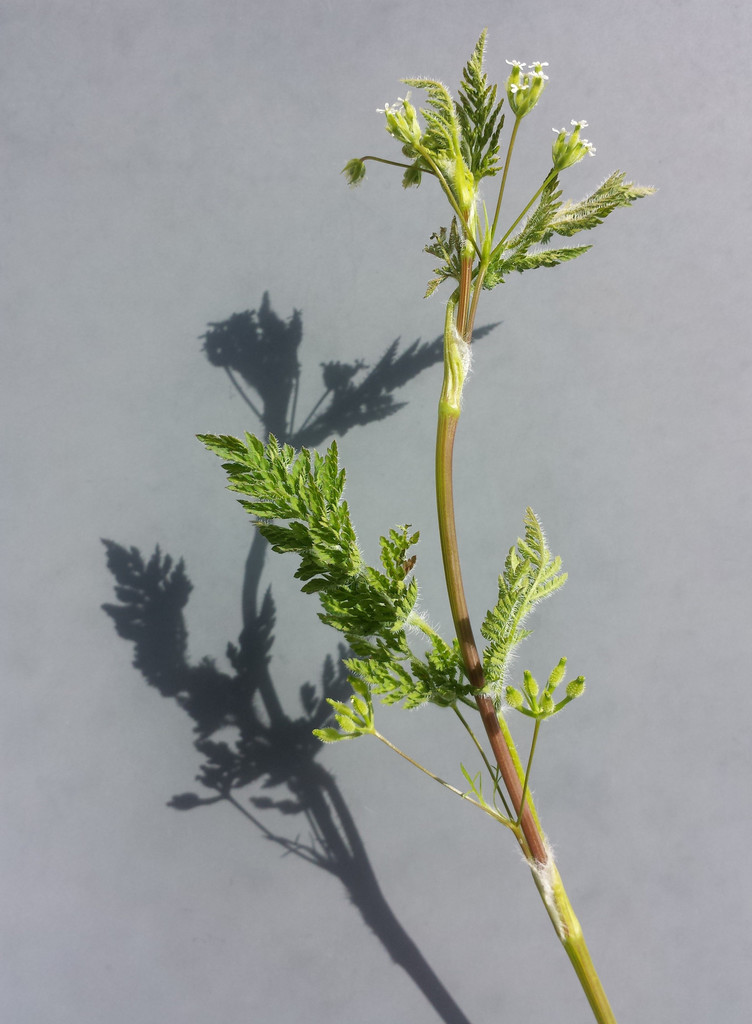 Anthriscus caucalis (Bur-chervil), non-native California herb