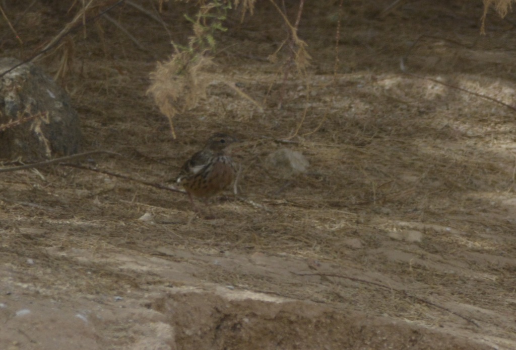 Anthus cervinus (Red-throated Pipit), California species