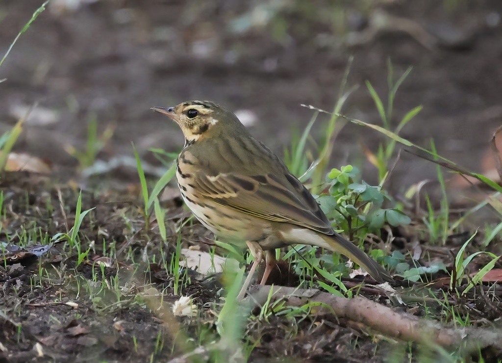 Anthus hodgsoni (Olive-backed Pipit), California species