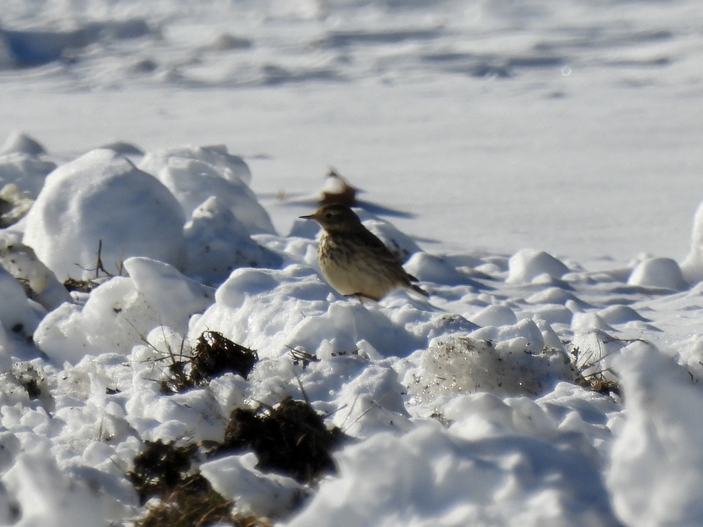 Anthus rubescens (American Pipit), California species