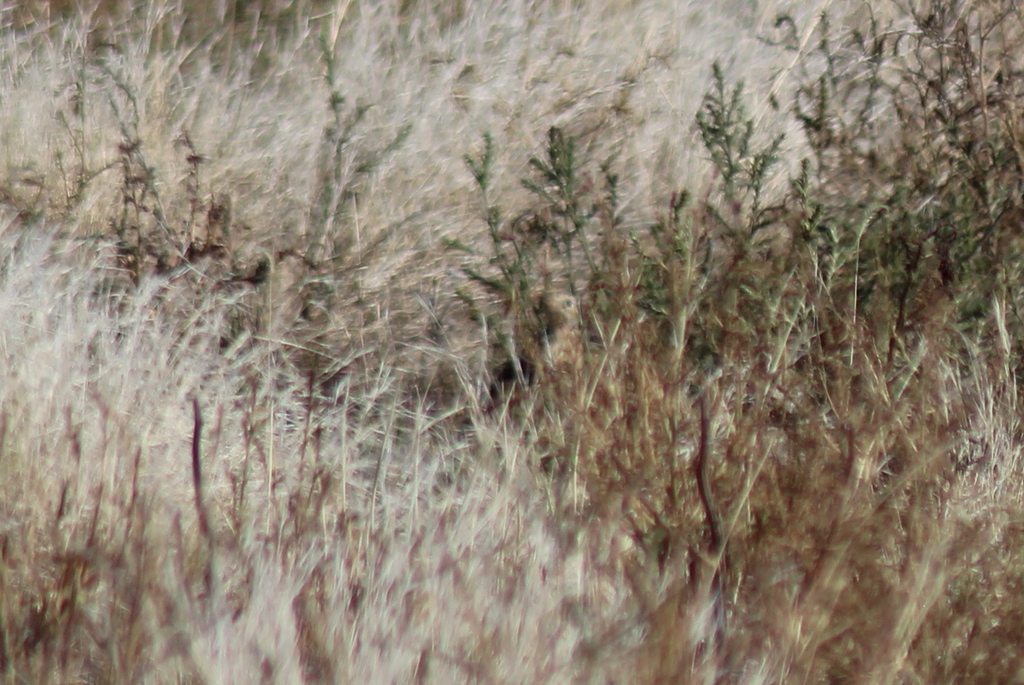 Anthus spragueii (Sprague's Pipit), California species