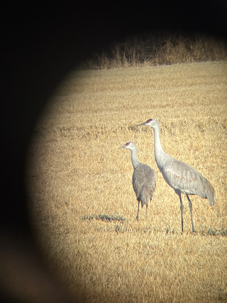 Antigone canadensis canadensis (Lesser Sandhill Crane), California species