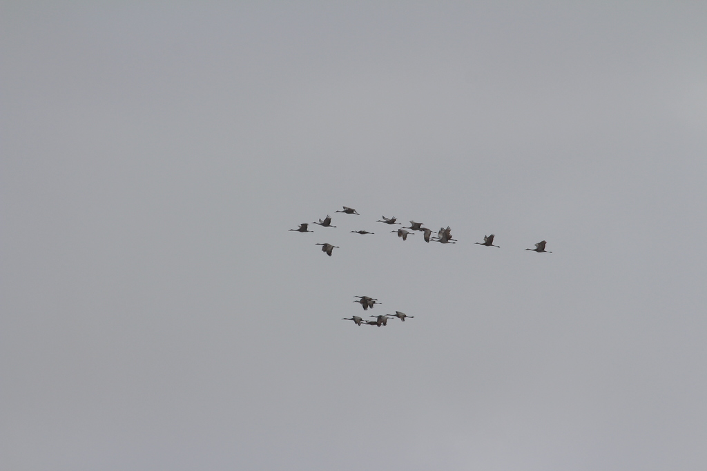 Antigone canadensis tabida (Greater Sandhill Crane), California species