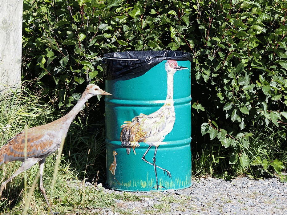Antigone canadensis (Sandhill Crane), California species