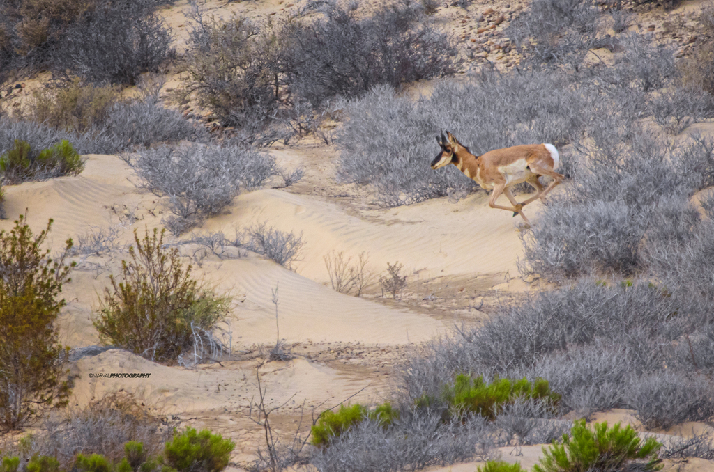 Antilocapra americana peninsularis (Peninsular pronghorn), California species