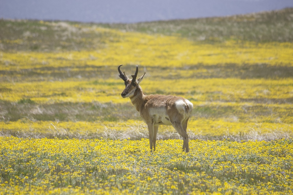 Antilocapra americana (Pronghorn), California species