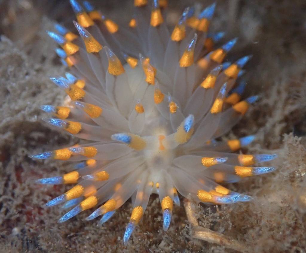 Antiopella barbarensis (Cockscomb nudibranch), California species