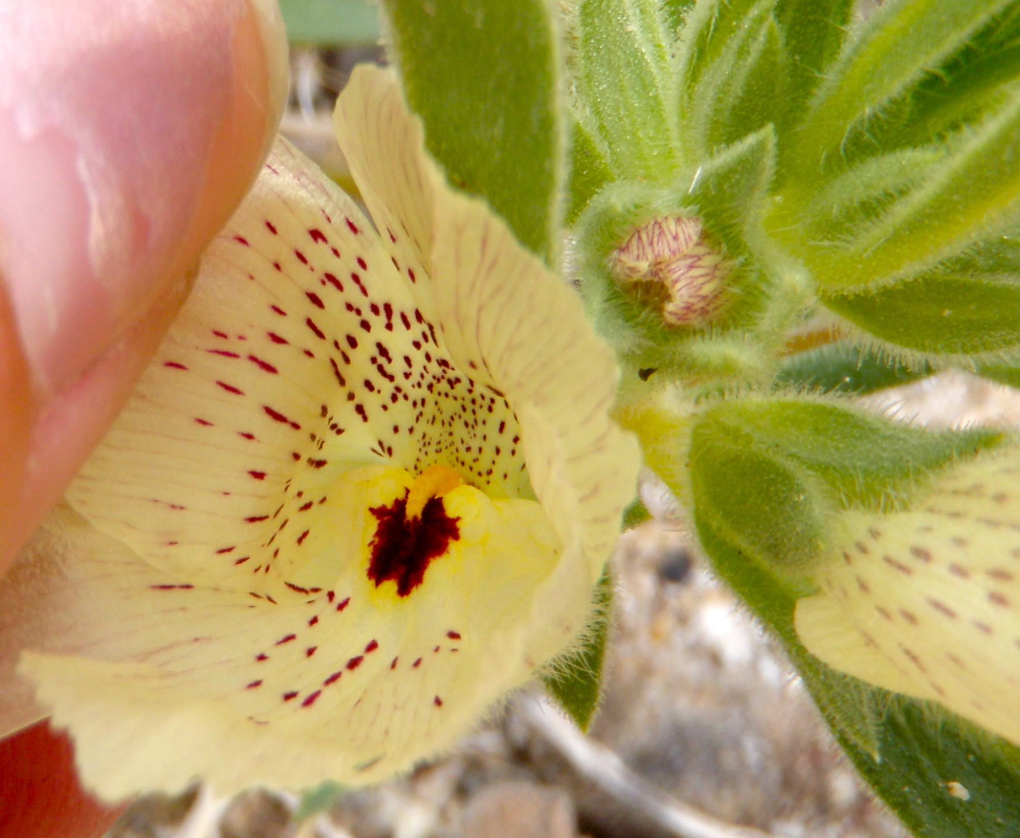 Antirrhinum confertiflorum (Ghost flower), native California herb