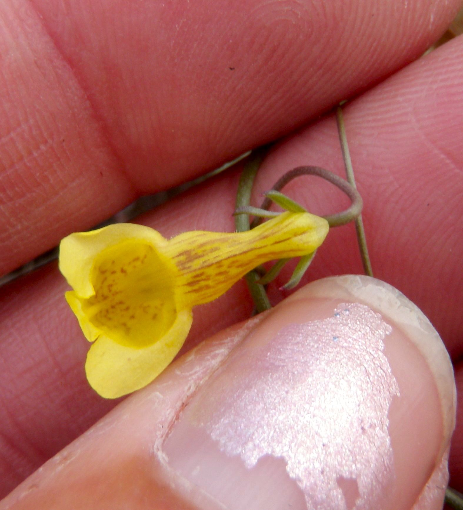 Antirrhinum filipes (Tangled snapdragon), native California vine