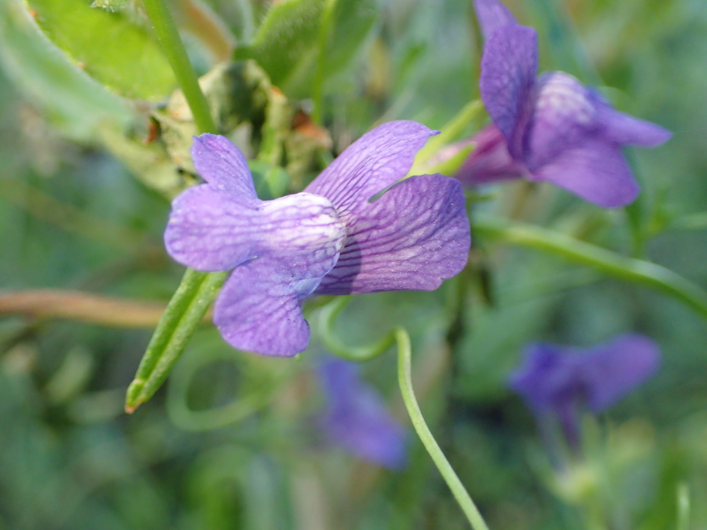 Antirrhinum kelloggii (Climbing snapdragon), native California vine