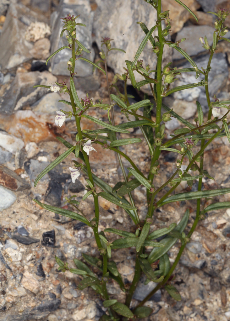 Antirrhinum kingii (King's snapdragon), native California herb
