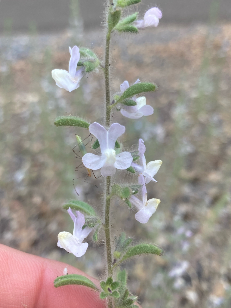 Antirrhinum cornutum (Spurred snapdragon), native California herb