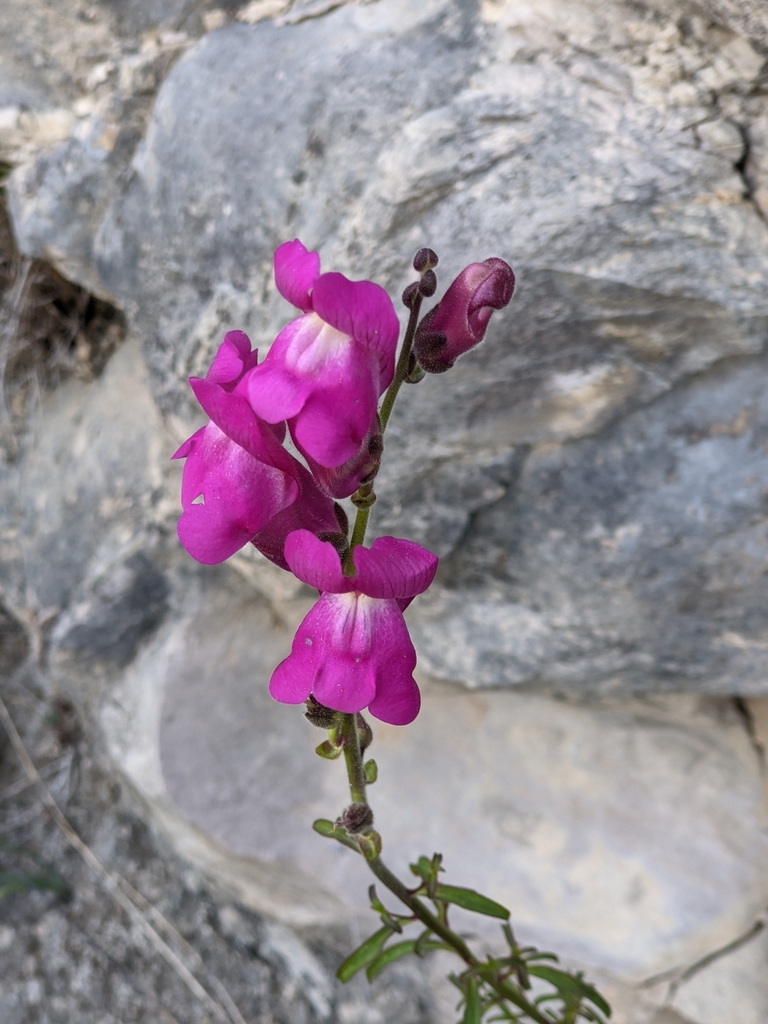 Antirrhinum majus (Common snapdragon), non-native California herb