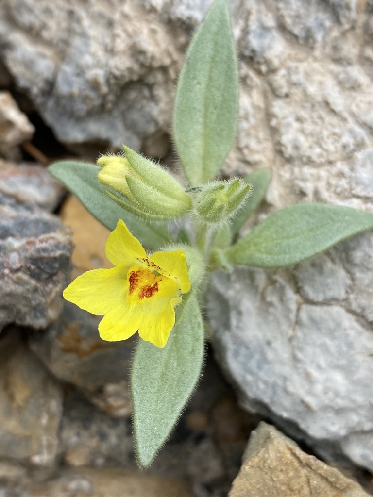Antirrhinum mohavea (Golden desert snapdragon), native California herb