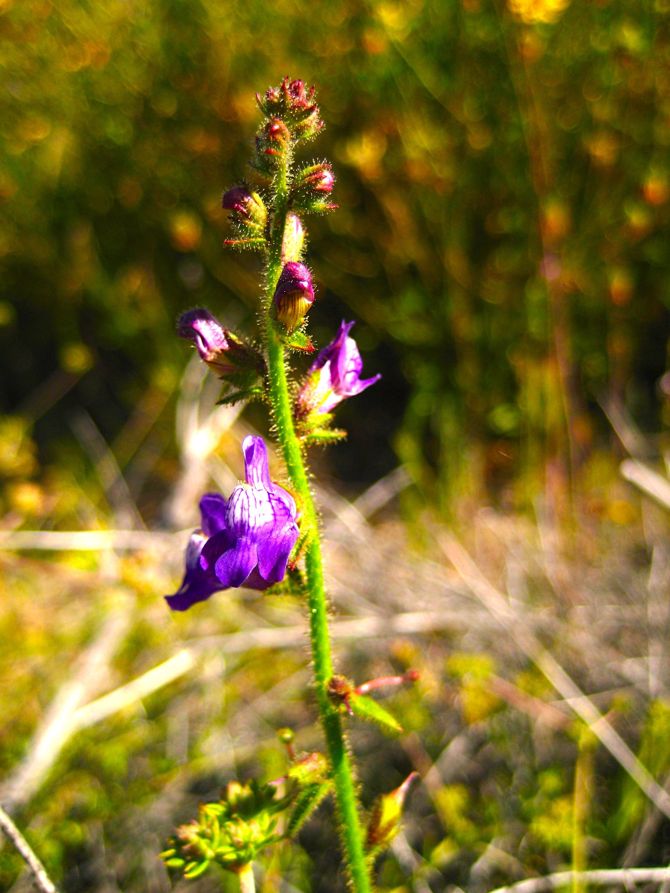 Antirrhinum nuttallianum — parent species of Antirrhinum nuttallianum subsp. nuttallianum