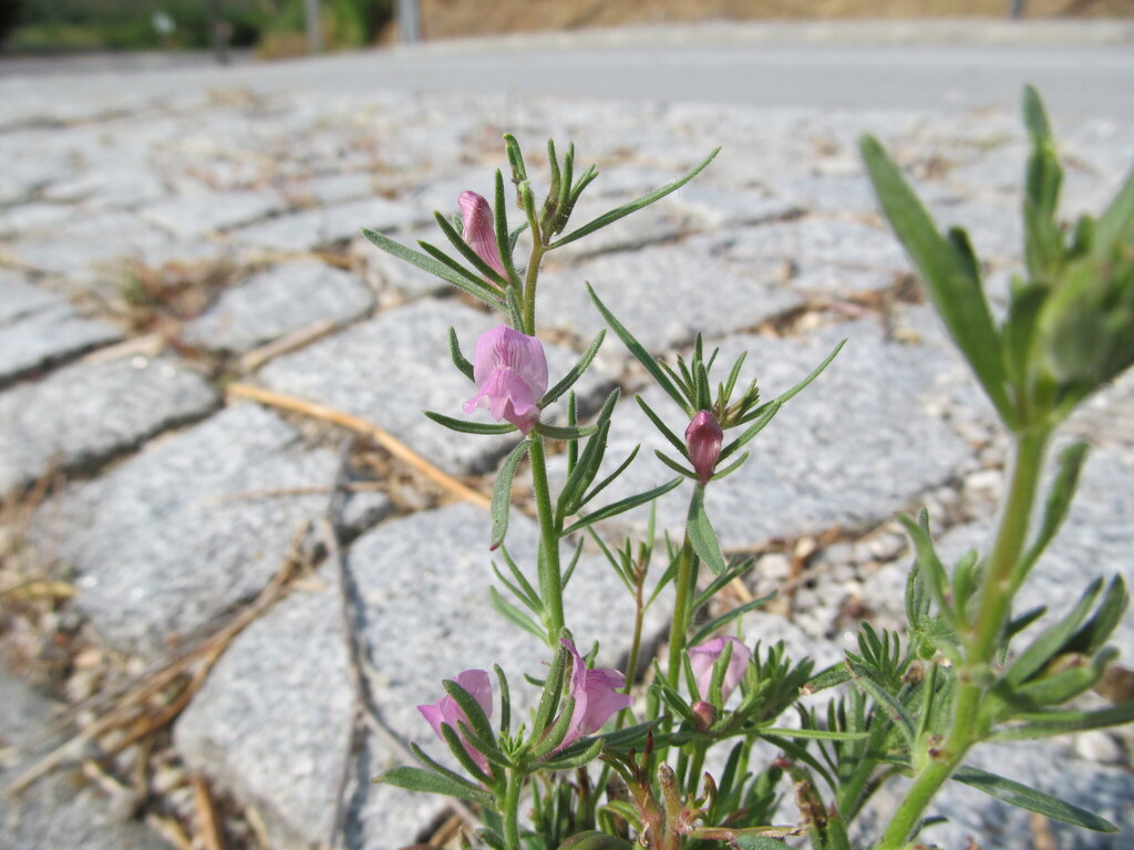 Antirrhinum orontium (Syrian snapdragon), non-native California herb