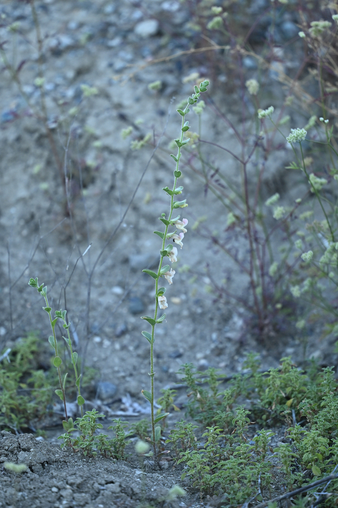 Antirrhinum ovatum (Oval-leaved snapdragon), native California herb