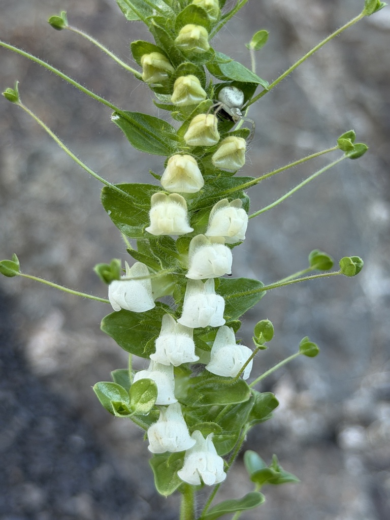 Antirrhinum subcordatum (Dimorphic snapdragon), native California herb