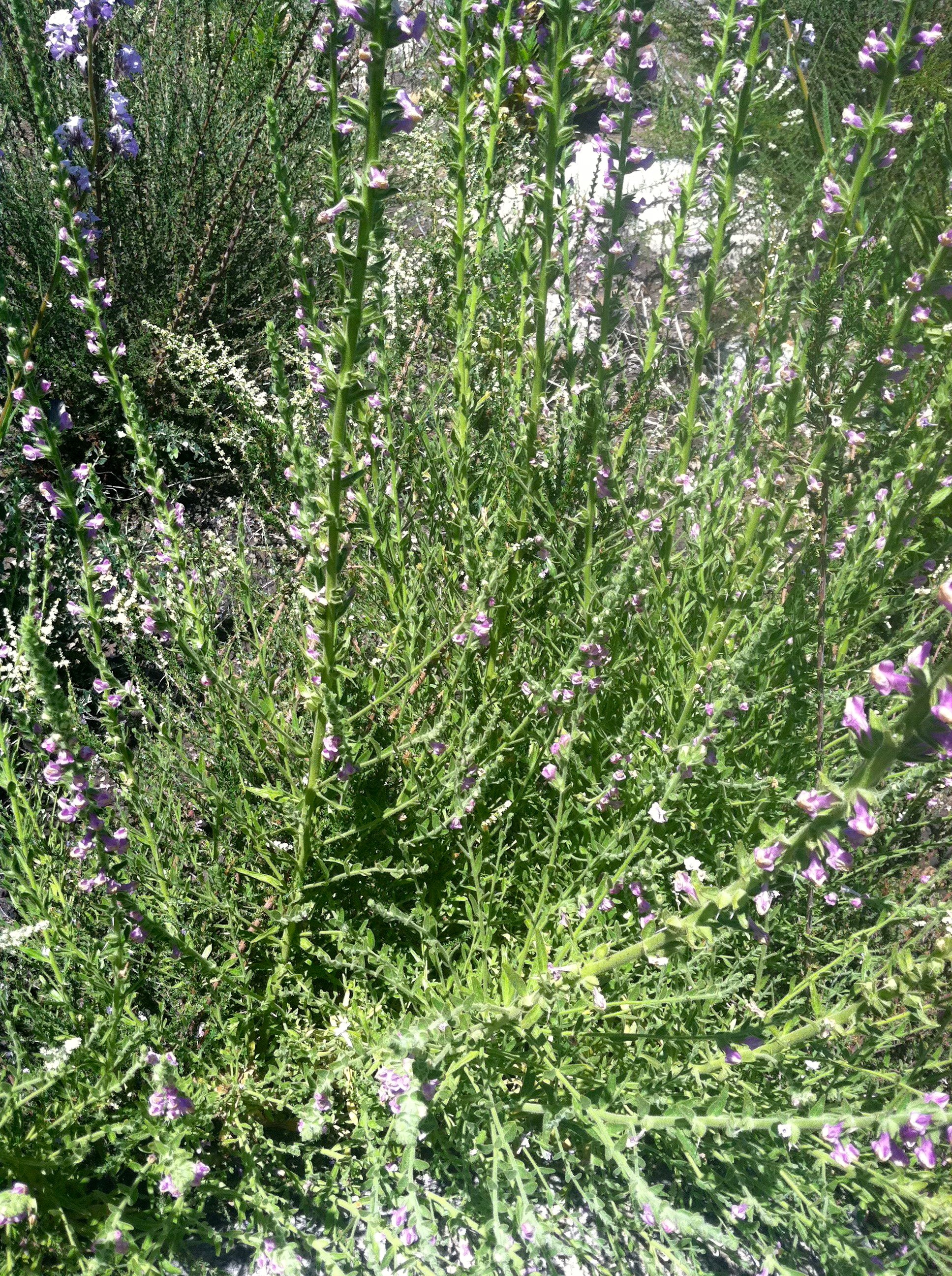 Antirrhinum thompsonii (Chaparral snapdragon), native California subshrub