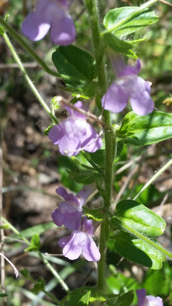 Antirrhinum vexillocalyculatum — parent species of Antirrhinum vexillocalyculatum subsp. breweri