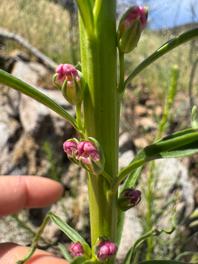 Antirrhinum virga (Twig-like snapdragon), native California herb