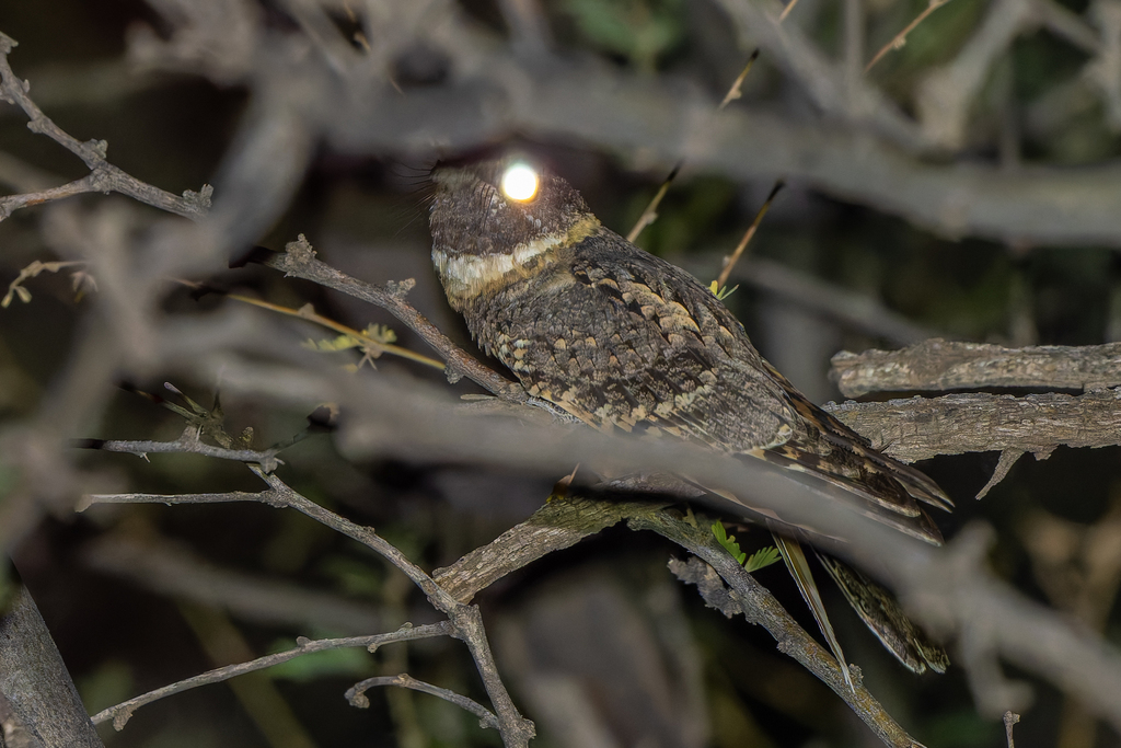 Antrostomus ridgwayi (Buff-collared Nightjar), California species